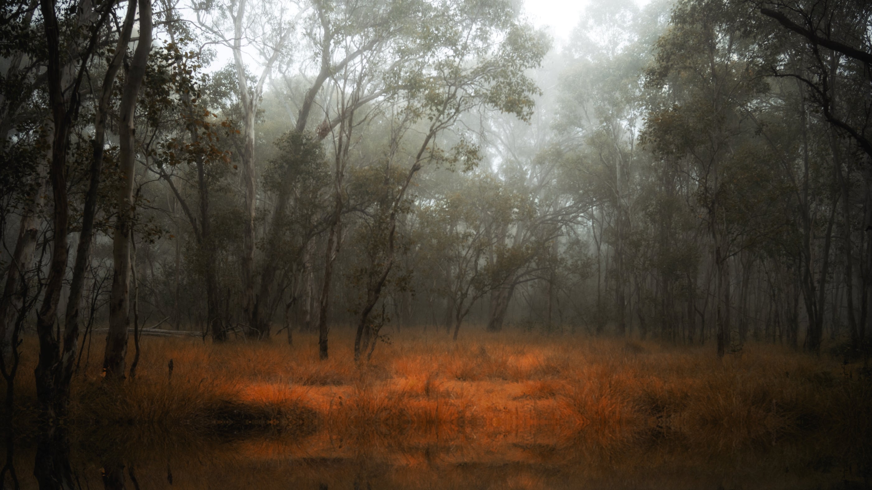 golden grasses and towering eucalyptus trees