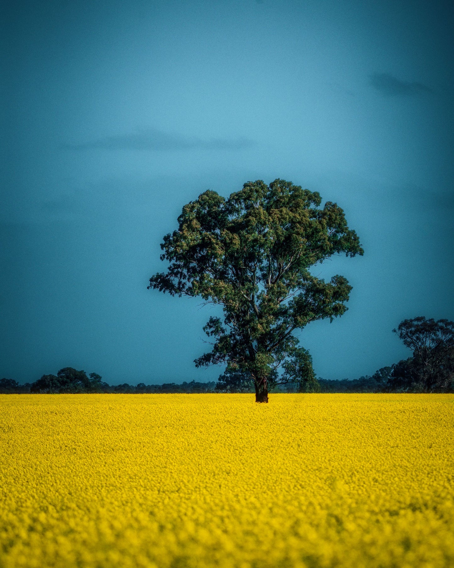Fields of Gold – Limited Edition Fine Art Print